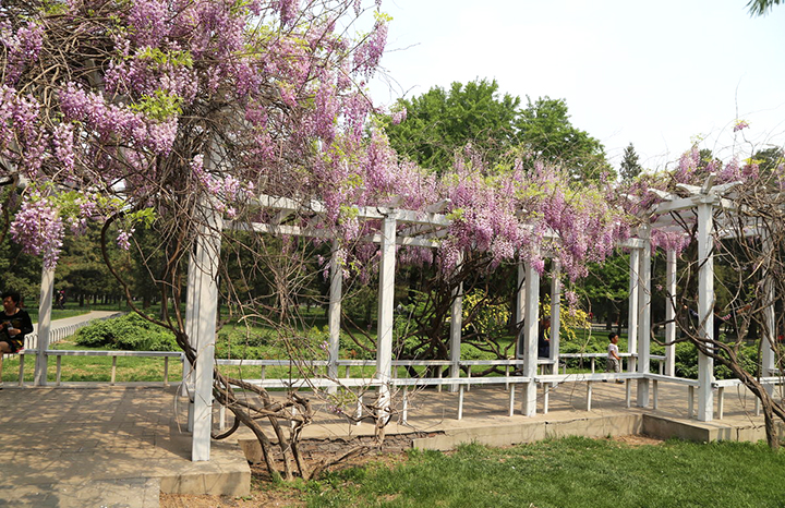 【庭院元素】花園廊架——春開花顏，夏落涼蔭