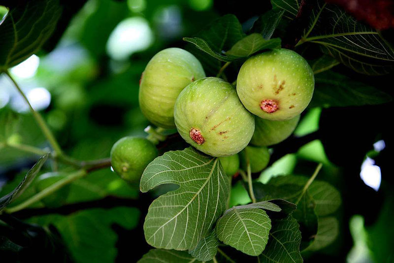 【漲姿勢】關(guān)于植物的10個冷知識