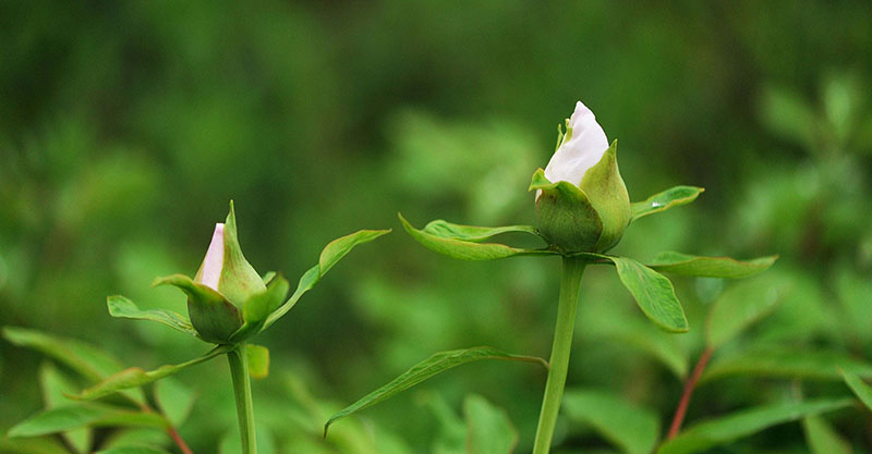 【漲姿勢】關(guān)于植物的10個冷知識