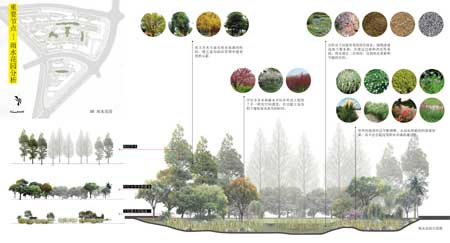 雨水花園植物分析圖