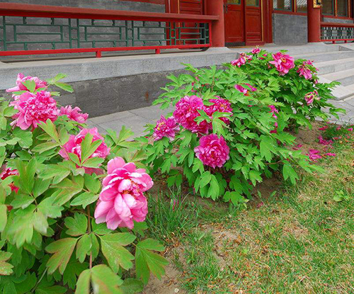 【造園干貨】中式園林的植物選擇與造景方式