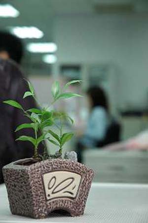 植物盆栽種植得宜家運(yùn)也飄香