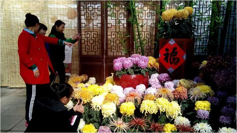 北京第六屆菊花擂臺賽即將開幕