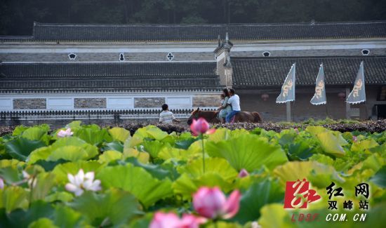 雙峰曾國(guó)藩故居富厚堂前荷花綻放