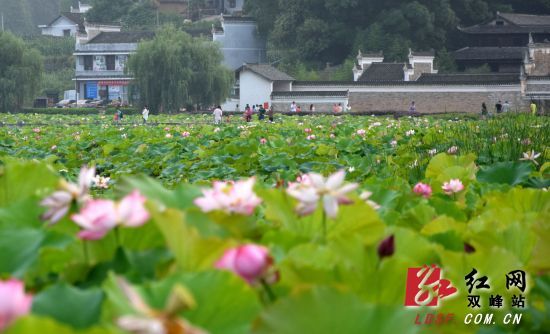 雙峰曾國(guó)藩故居富厚堂前荷花綻放