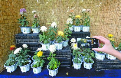 湖北：武漢植物園催開4000多盆菊花迎國(guó)慶