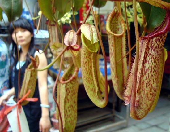 蘇州花卉市場“吃蚊子”豬籠草受青睞