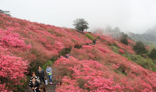 湖北：麻城龜峰山10萬畝古杜鵑盛放